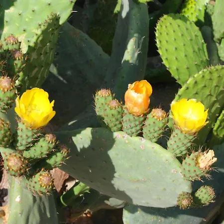 Appartement Trullo Macchie